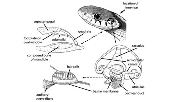 cobra history